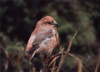 Loxia curvirostra - Red Crossbill