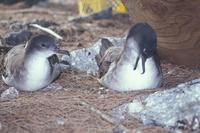 Puffinus pacificus - Wedge-tailed Shearwater