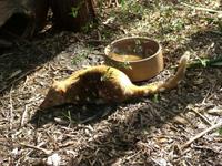 Dasyurus maculatus - Spotted-tailed Quoll