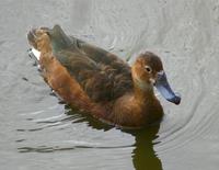 Image of: Netta peposaca (rosy-billed pochard)