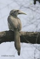 Image of: Ocyceros birostris (Indian grey-hornbill)
