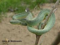 Image of: Bothriopsis bilineata (two-striped forest pit viper)