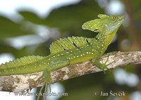 Basiliscus plumifrons - Green Basilisk