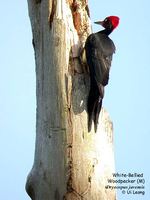 White-bellied Woodpecker - Dryocopus javensis