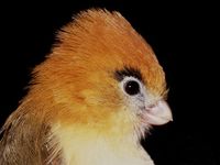 Lesser Rufous-headed Parrotbill - Paradoxornis atrosuperciliaris