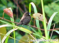 Dusky Munia - Lonchura fuscans