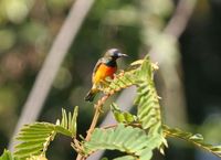 Flame-breasted Sunbird - Cinnyris solaris