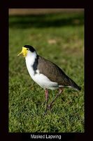 Masked Lapwing