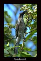 Noisy Friarbird