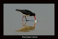 Pied Oystercatcher