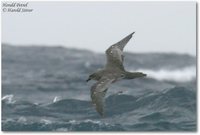 Herald Petrel - Pterodroma arminjoniana