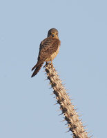 Banded Kestrel (Falco zoniventris) photo