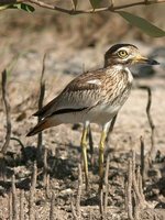 Senegal Thick-knee - Burhinus senegalensis