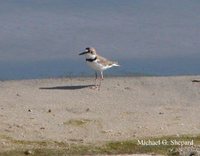 Collared Plover - Charadrius collaris