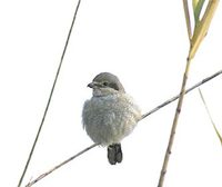 Northern Shrike (Lanius excubitor) photo