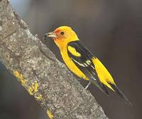 Western Tanager (Piranga ludoviciana) photo