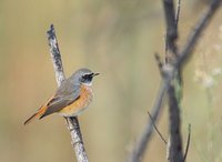 Common Redstart (Phoenicurus phoenicurus) photo