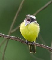 Boat-billed Flycatcher (Magarynchus pitangua) photo