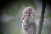 Common Potoo - Nyctibius griseus