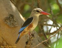 Gray-headed Kingfisher - Halcyon leucocephala