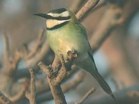 White-throated Bee-eater - Merops albicollis