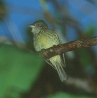 Saffron-crested Tyrant-Manakin - Neopelma chrysocephalum