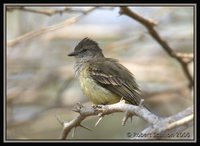 Northern Scrub-Flycatcher - Sublegatus arenarum