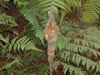 Hangnest Tody-Tyrant - Hemitriccus nidipendulus