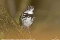 Ringed Antpipit - Corythopis torquatus