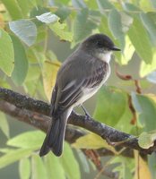 Eastern Phoebe - Sayornis phoebe