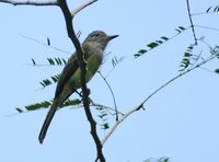 Panama Flycatcher - Myiarchus panamensis