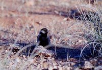 Gray-backed Sparrow-Lark - Eremopterix verticalis