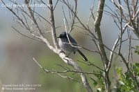 California Gnatcatcher - Polioptila californica