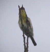 Stripe-throated Jery - Neomixis striatigula