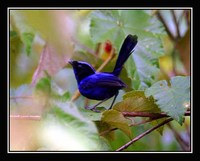 Emperor Fairywren - Malurus cyanocephalus