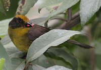Tricolored Brush-Finch - Atlapetes tricolor