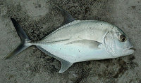 Giant Trevally (Caranx ignobilis)