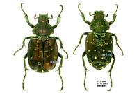 Gnorimus subopacus - 긴다리호랑꽃무지