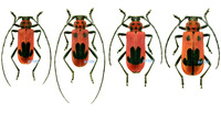 모자주홍하늘소 - Purpuricenus lituatus
