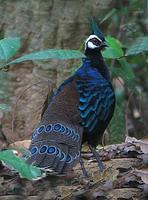 PALAWAN PEACOCK-PHEASANT