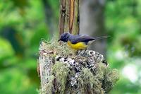 Slate-throated Redstart