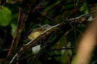 Plain  antvireo   -   Dysithamnus  mentalis   -   Vireo  formichiero  uniforme