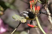 Bananaquit   -   Coereba  flaveola   -   Bananero