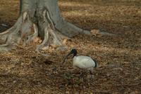 Sacred Ibis