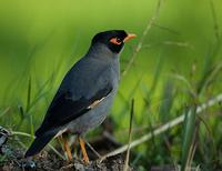 Bank Myna (Acridotheres ginginianus)