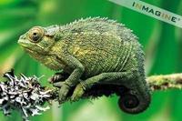 Virunga Chameleon photo