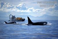 Killer whale stock photo