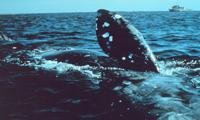 North Atlantic Right Whale off New England coast