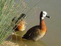 WHITE FACE TREE DUCKS