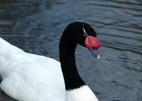 A close-up of a black necked swan.